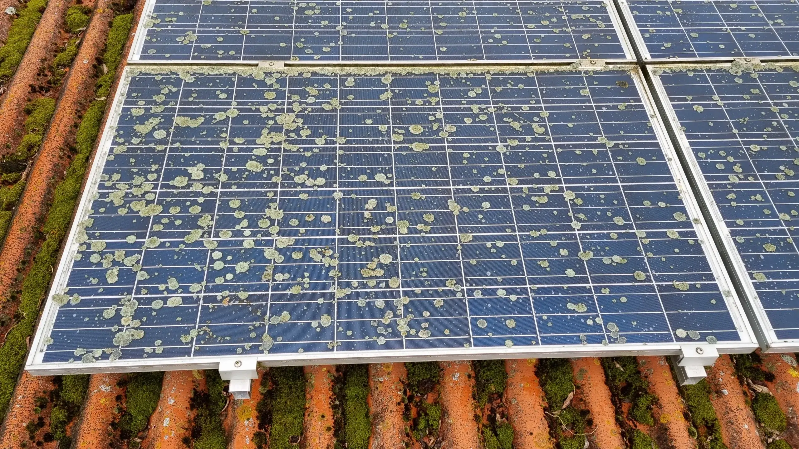 Solar Panel Lichen Removal Launceston
